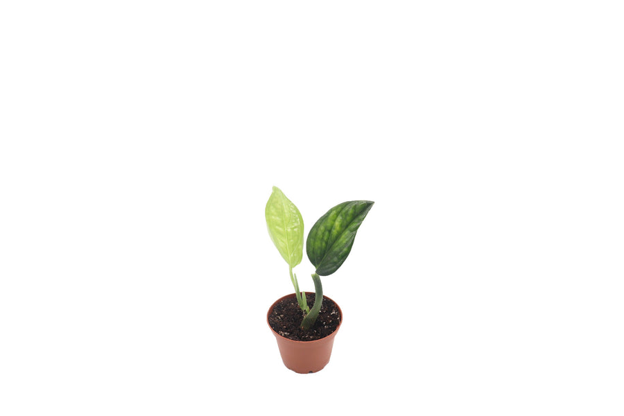 Monstera Peru - 3-inch pot | Riverside Greenhouses