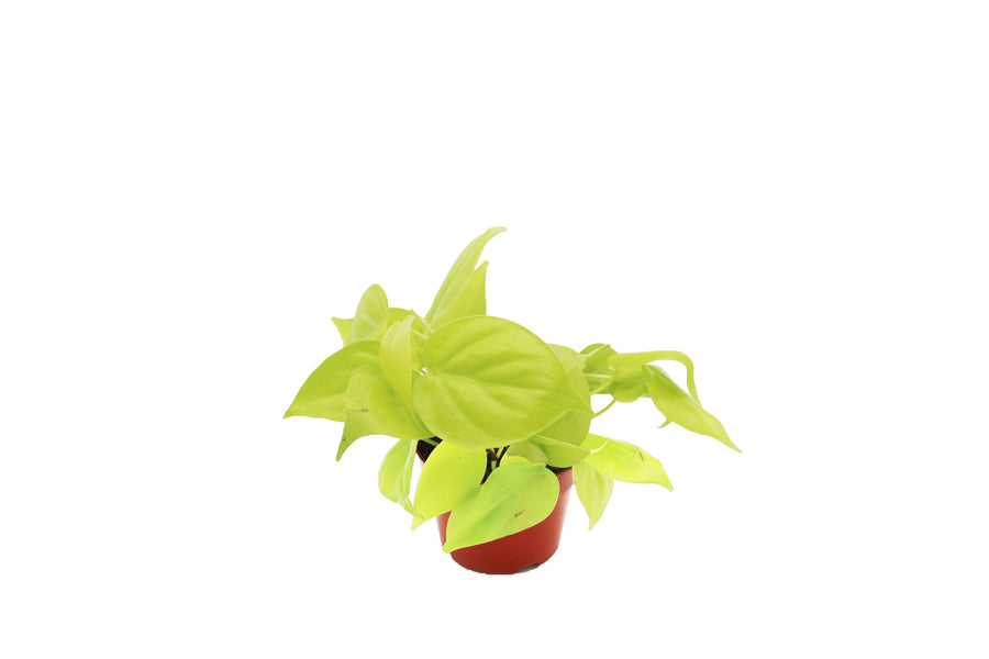 Neon Cordatum - 4-inch pot | Riverside Greenhouses