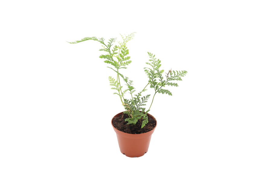 Rabbit's Foot Fern -  pot | Riverside Greenhouses