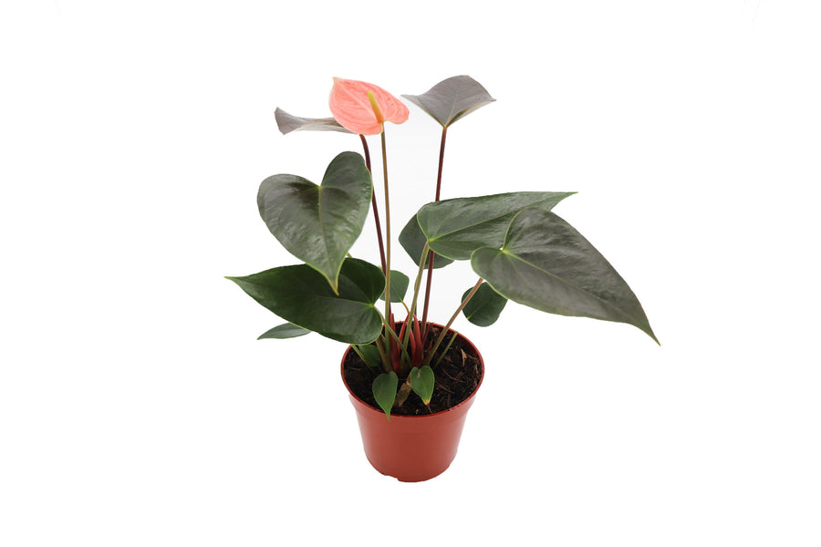 Rainbow Anthurium -  pot | Riverside Greenhouses