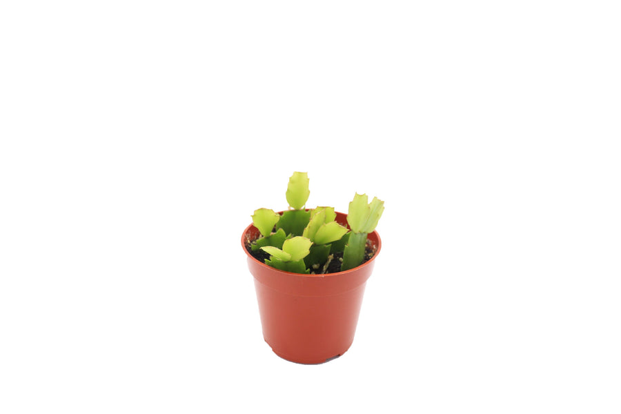 Red Christmas Cactus - 4-inch pot | Riverside Greenhouses