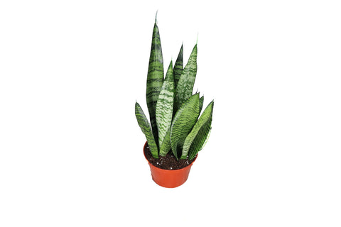 Sansevieria - 6-inch pot | Riverside Greenhouses