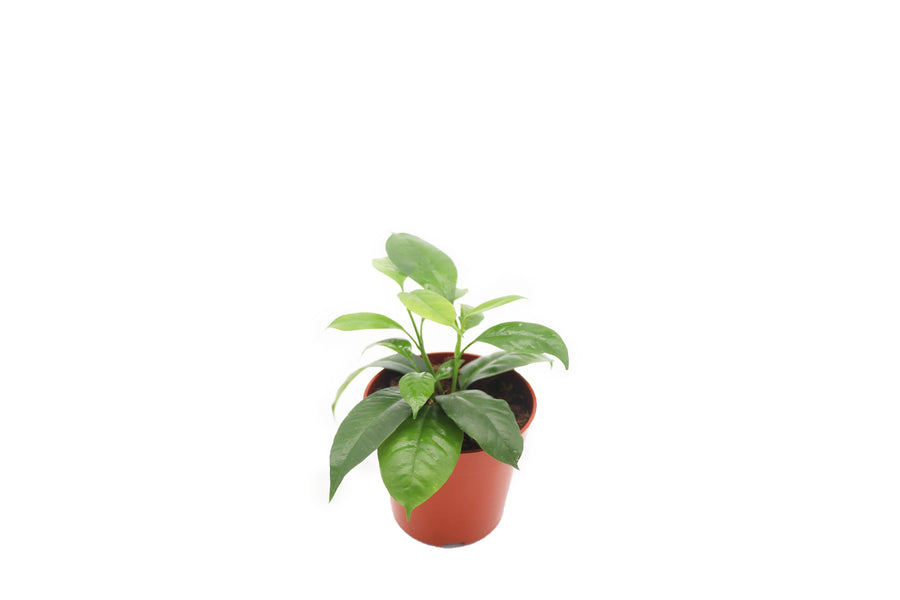Shooting Star - 4-inch pot | Riverside Greenhouses