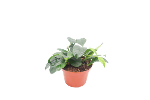 Shooting Star - 6-inch pot | Riverside Greenhouses