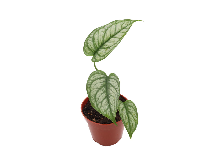 Siltepecana El Salvador - 4-inch pot | Riverside Greenhouses