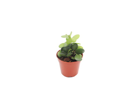 Silver Dollar Vine - 4-inch pot | Riverside Greenhouses