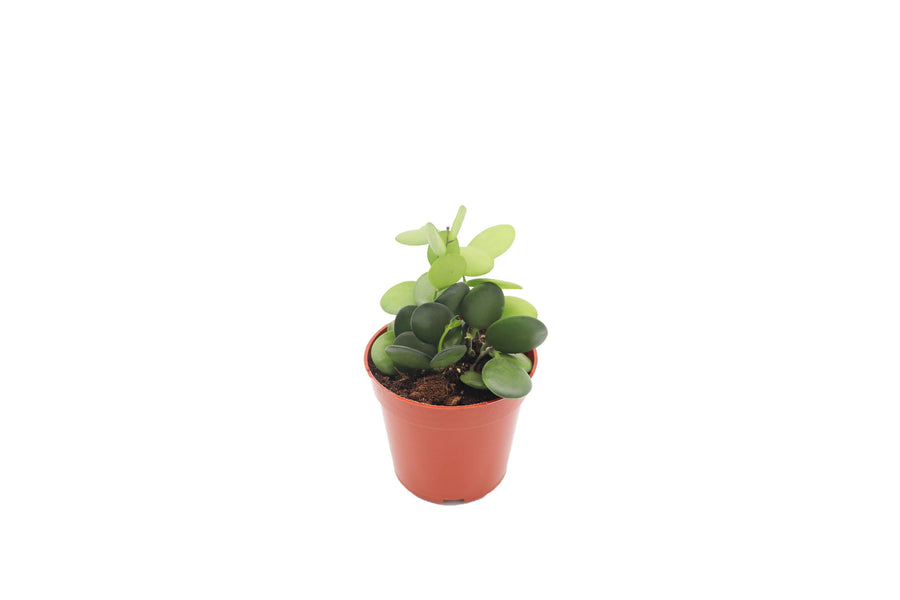 Silver Dollar Vine - 4-inch pot | Riverside Greenhouses