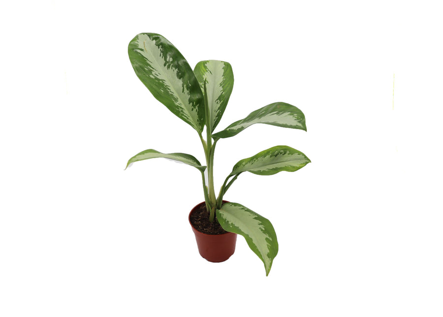 Silver Moon - 4-inch pot | Riverside Greenhouses