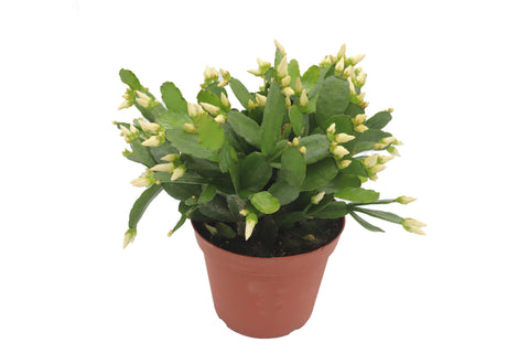 Spring Cactus - 4-inch pot | Riverside Greenhouses