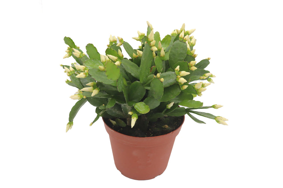 Spring Cactus - 4-inch pot | Riverside Greenhouses