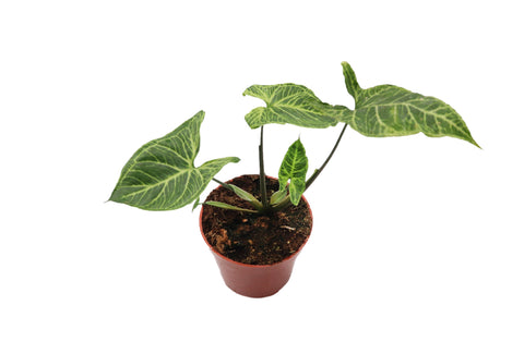 Syngonium Batik - 4-inch pot | Riverside Greenhouses