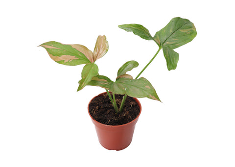 Syngonium Pink Splash - 4-inch pot | Riverside Greenhouses