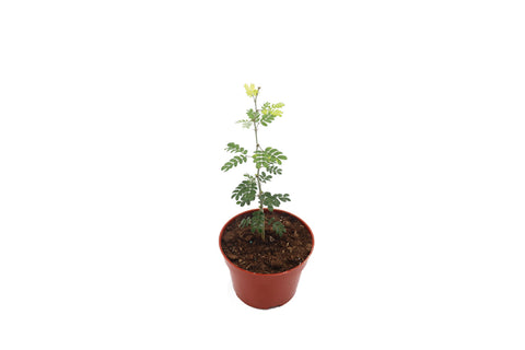 Texas Ebony - 4-inch pot | Riverside Greenhouses