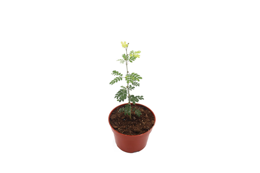 Texas Ebony - 4-inch pot | Riverside Greenhouses