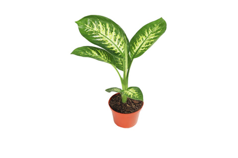 Tropical Snow - 4-inch pot | Riverside Greenhouses