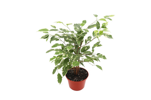 Variegated Ficus - 6-inch pot | Riverside Greenhouses
