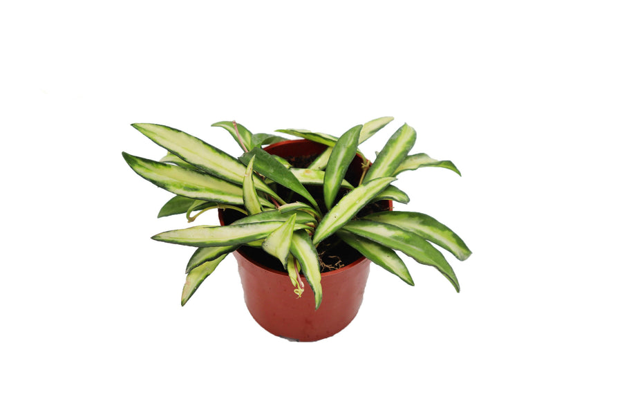 Variegated Hoya Wayetii - 4-inch pot | Riverside Greenhouses