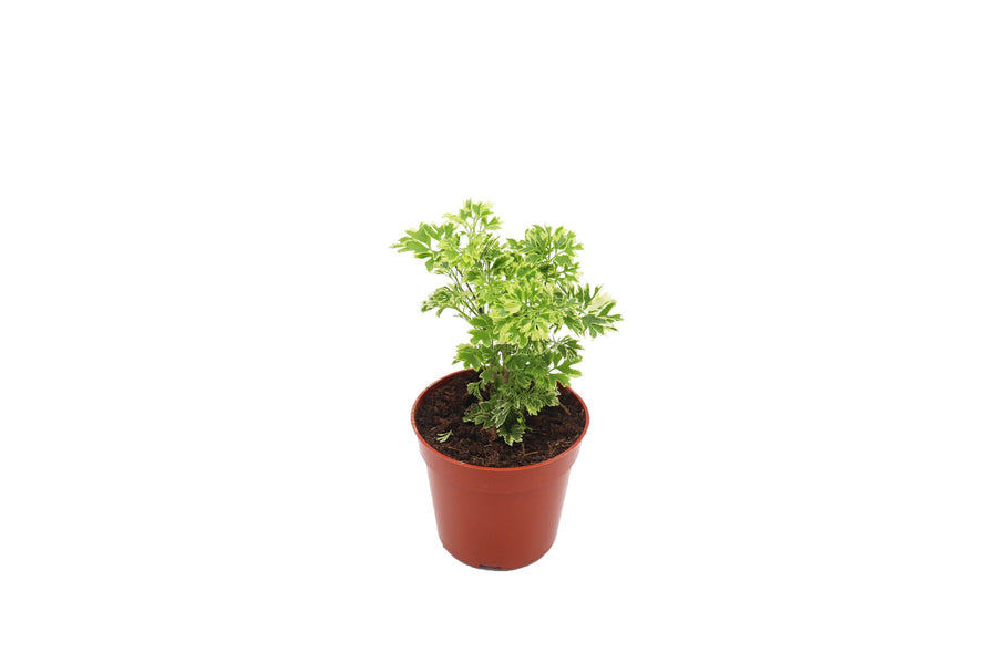 Variegated Ming Aralia - 4-inch pot | Riverside Greenhouses