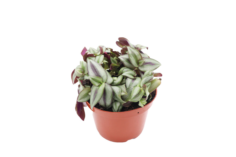 Wandering Jew - 6-inch pot | Riverside Greenhouses
