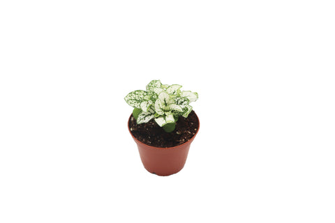 White Polka - 2-inch pot | Riverside Greenhouses