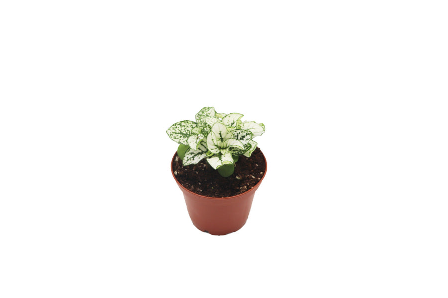 White Polka - 2-inch pot | Riverside Greenhouses
